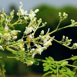 8 health benefits of Moringa Flower (sahjna)